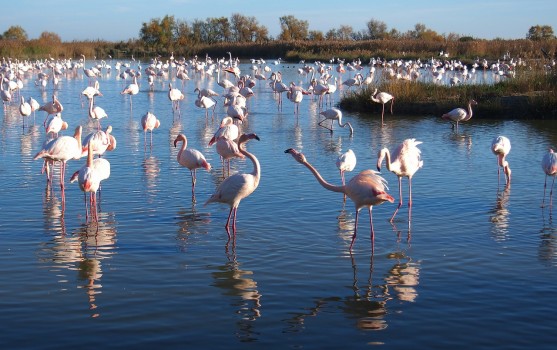 Découvrir la Camargue