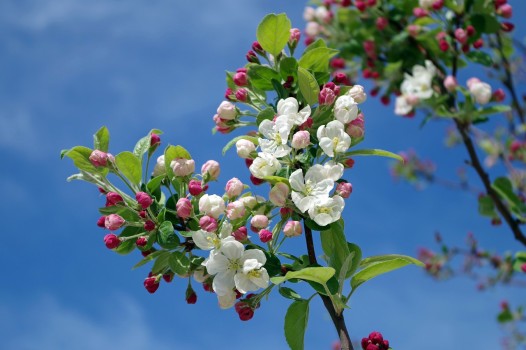 Le printemps