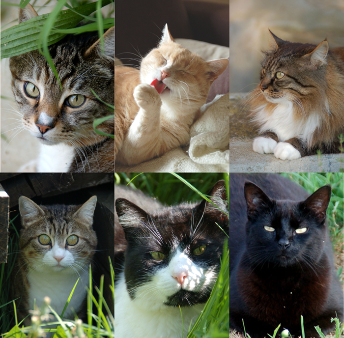Quel chat êtes-vous ?